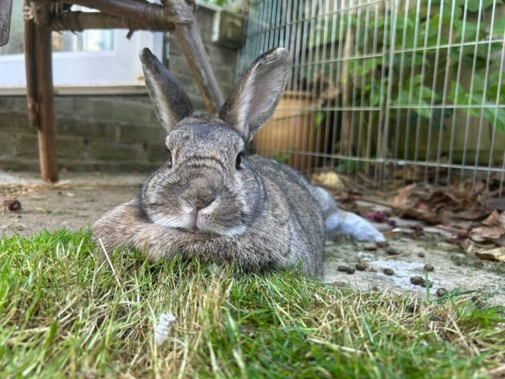 Grey rabbit Bramble resting on grass beside an outdoor enclosure