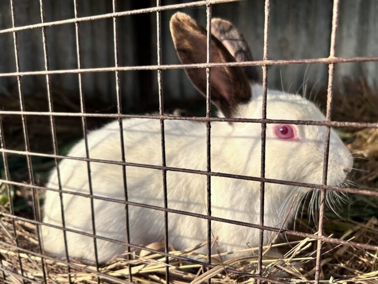 Time to ban rabbit meat