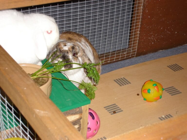 🐰 Hop to Save Rabbits – Standing in Solidarity with RWAF! 🐰