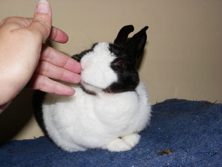 Southern Cape Bunny Haven: Saving Rabbits, Changing Lives
