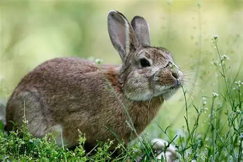 STOP THE CYCLE OF KILLING: RABBIT VIRUS RELEASE THREATENS DOMESTIC AND WILD POPULATIONS