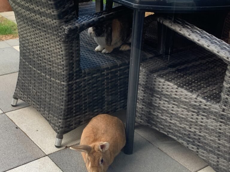 🐇Catapult Attacks on Animals: Why the UK Must Act to End This Hidden Cruelty