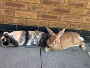 Chloe and Sandy