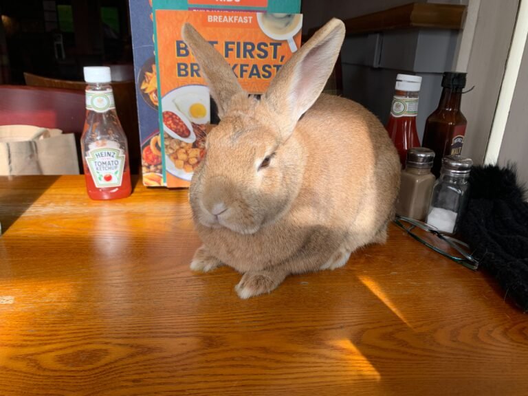 Rabbits: Analysis of the Animal Welfare (Licensing of Activities Involving Animals) (Scotland) Regulations 2021