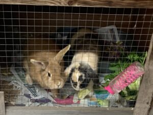 Overview: Tackling the Rabbit Abandonment Crisis