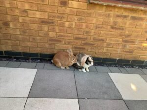 Sandy and Chloe on the pation