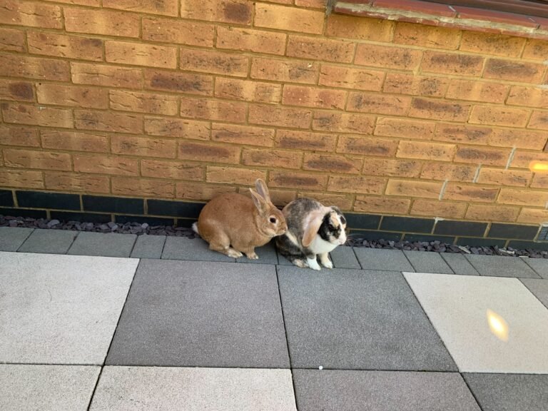 Sandy and Chloe on the pation
