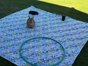 VARC 2026: Rabbits in Law and Policy — From the Meat Trade to Military Training