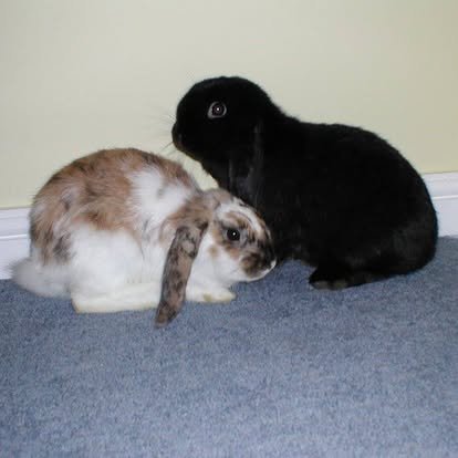 Time to Act: Why We Must Ban Rabbit Meat Consumption for Good