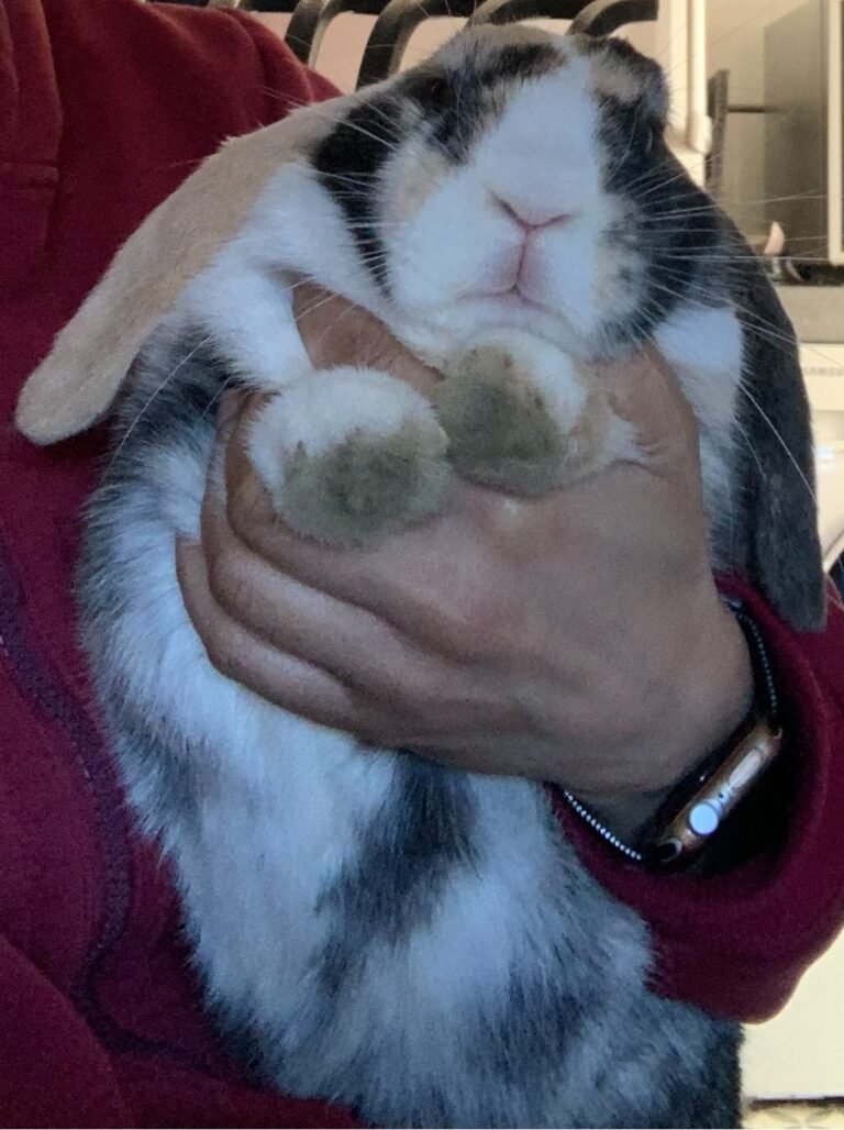 Hop to Save Rabbits Condemns Animal Cruelty and Calls for Greater Welfare Protections for Rabbits