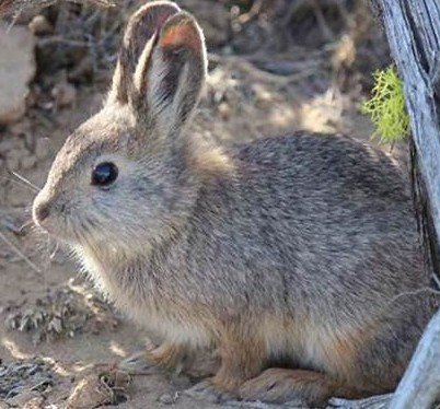 Endangered bunny
