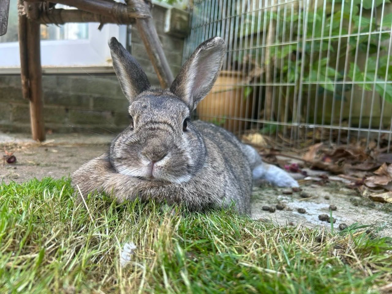 Bramble, a grey rabbit resting on grass beside an outdoor enclosure